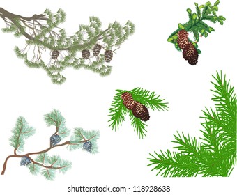ilustración con conjunto de ramas de fir y pino aisladas en fondo blanco