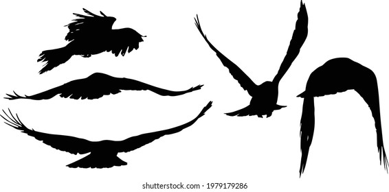 illustration with set of five crow silhouettes isolated on white background