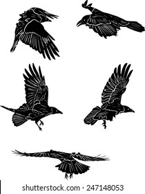 illustration with set of five crow silhouettes isolated on white background