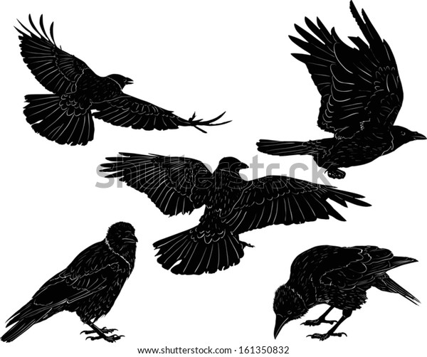 Illustration Set Five Crow Silhouettes Isolated Stock Vector (royalty 