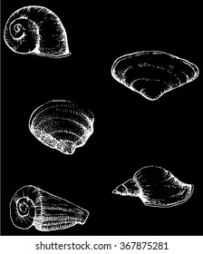 illustration set with five vector hand drawn seashells