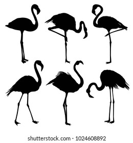 illustration with a set of flamingos silhouettes isolated on white background