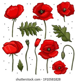 Illustration set of flowers and leaves. Red poppy flowers, buds, seed pods, stems. Objects are isolated on a white background. Cute doodle style.