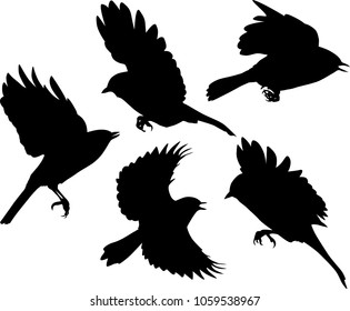 Illustration Set Flying Birds Silhouettes Isolated Stock Vector ...