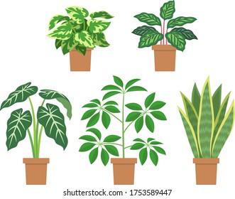 Illustration set of foliage plants (Pothos, Calathea makoyana, Alocasia, Schefflera, Sansevieria)