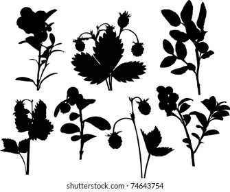 illustration with set of forest berries silhouettes isolated on white background