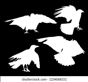 illustration with set of four crow silhouettes isolated on black background