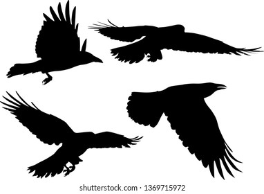 Illustration Set Four Crow Silhouettes Isolated Stock Vector (Royalty ...