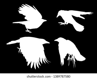 illustration with set of four crow silhouettes isolated on black background