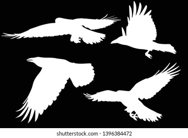 illustration with set of four crow silhouettes isolated on black background