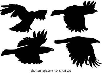 illustration with set of four crow silhouettes isolated on white background