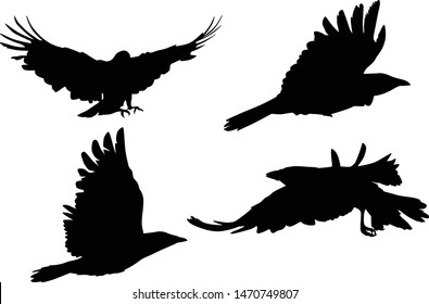 illustration with set of four crow silhouettes isolated on white background