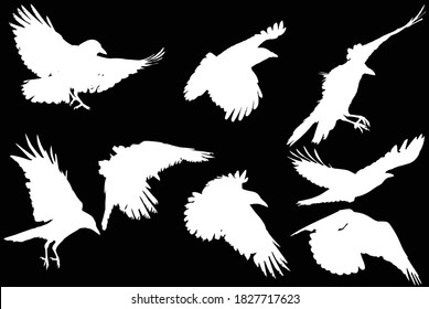 illustration with set of four crow silhouettes isolated on black background