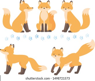 Illustration set of fox full body and footprints