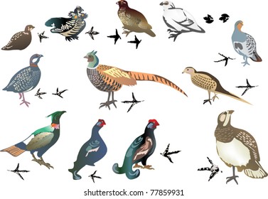 illustration with set of gallinaceous birds isolated on white background