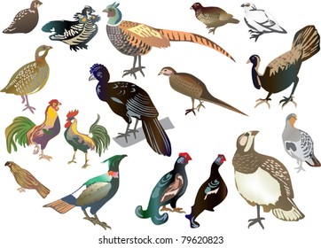 illustration with set of gallinaceous birds isolated on white background