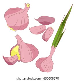 Illustration with set of garlic