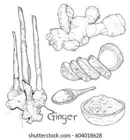 Ginger Drawing Images, Stock Photos & Vectors | Shutterstock