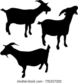 illustration with set of goats isolated on white background