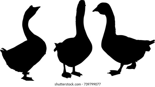 illustration with set of goose silhouettes isolated on white background
