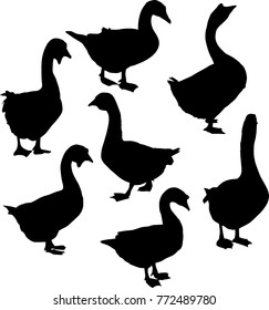 illustration with set of goose silhouettes isolated on white background