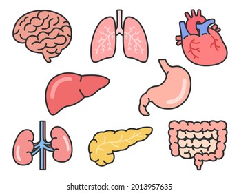 human kidney dissection