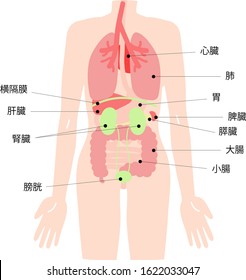 Illustration set of internal organs with human body name tag