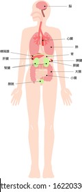 Illustration set of internal organs with human body / whole body name tag