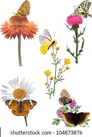 illustration with set of isolated butterflies on wild flowers