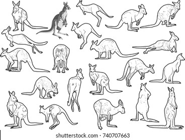 illustration with set of kangaroo isolated on white background