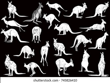 illustration with set of kangaroo isolated on black background