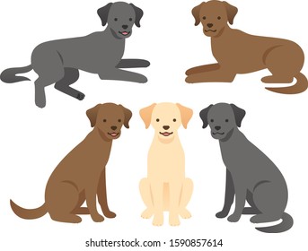 Illustration set of Labrador retrievers of various hair colors