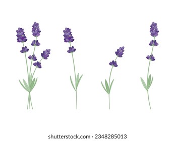 Ilustración de un conjunto de lavanda.