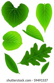 Illustration of a set of leaves