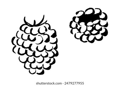 Illustration set of line drawing of raspberry with brush touch