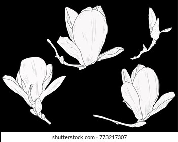 illustration with set of magnolia flowers sketches isolated on black background