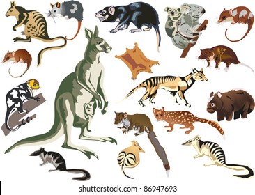 illustration with set of marsupial animals isolated on white background