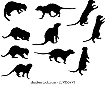 illustration with set of meerkat isolated on white background