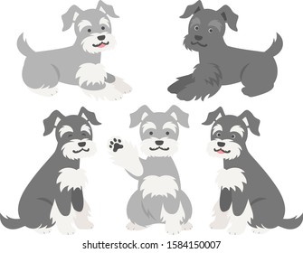 Illustration set of miniature schnauzers of various hair colors