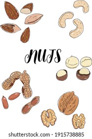 The illustration set of nuts (colored)
