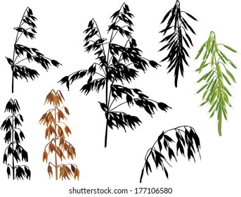 illustration with set of oats ears isolated on white background