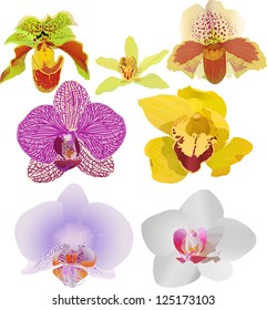 illustration with set of orchids isolated on white background