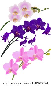 ilustración con conjunto de orquídeas aisladas en fondo blanco