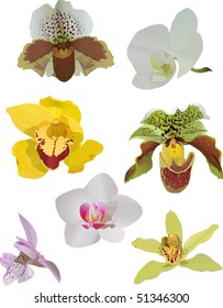 ilustración con conjunto de orquídeas aisladas en fondo blanco