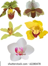 ilustración con conjunto de orquídeas aisladas en fondo blanco