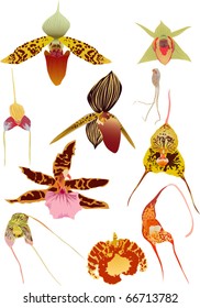 Illustration mit Orchideensatz einzeln auf weißem Hintergrund