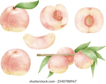 Conjunto de ilustração de pêssego pintado com aquarela