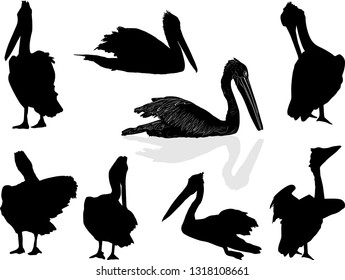 illustration with set of pelicans isolated on white background