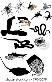 illustration with set of poisonous animal isolated on white background