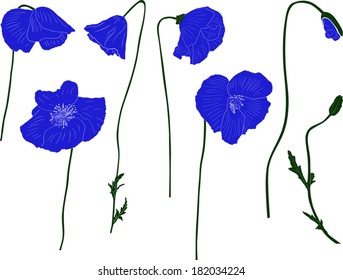 illustration with set of poppy flowers isolated on white background